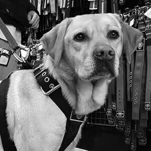 Eurobullysupply site image Title 314 y-tuigen beste hondentuig eurobullysupply