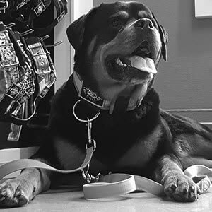 Eurobullysupply site image Title 313 sterke honden halsbanden eurobullysupply