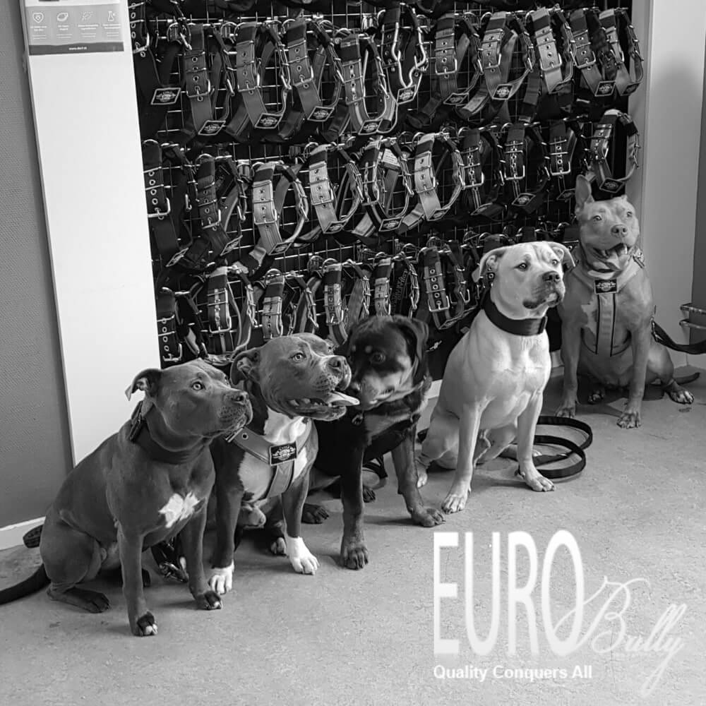 Eurobullysupply site image Title 312 winkel Eurobullysupply